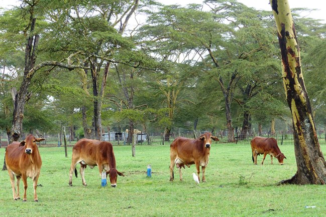 Crop & Livestock Production | Agriculture and Finance Consultants