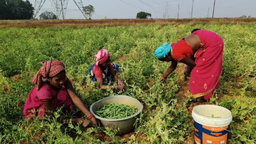Women in a field picking crops