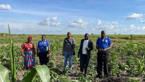 personnes dans un champ