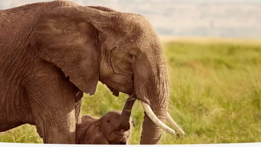 elephant and baby