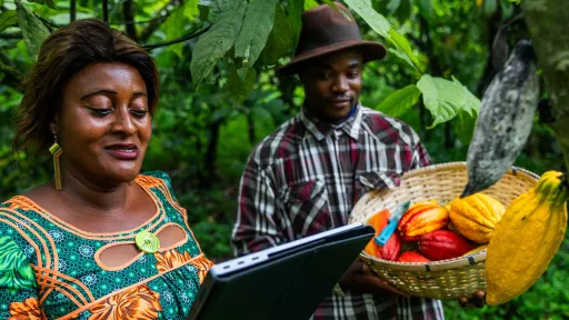 Field quality control by using the tablet Cameroon