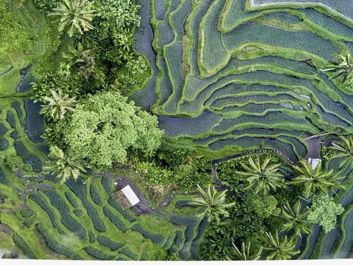 rice fields in very green colors