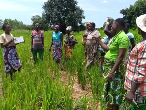 KfW Benin female farmers