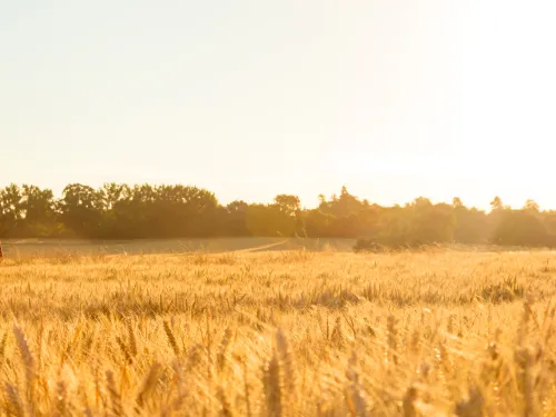 Agribusiness