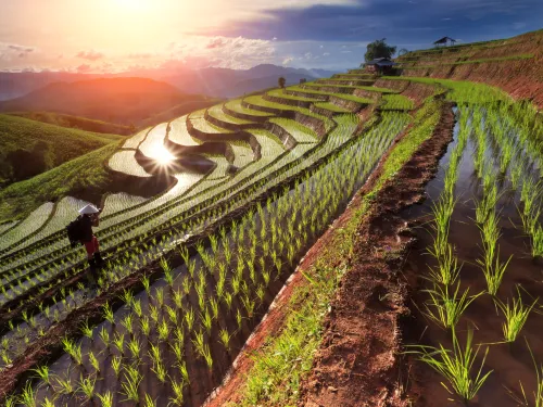 Agriculture & Food Systems